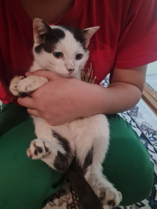 Mushuk o‘z egasini kutmoqda