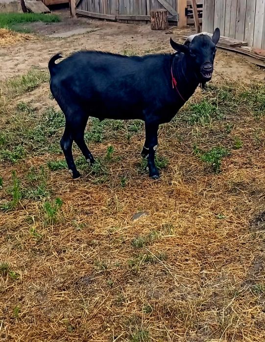 Schimb tap de rasa murciana