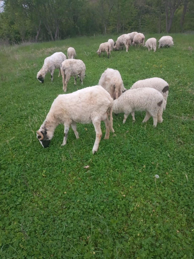 Vând capre cu iezi şi oi cu miei