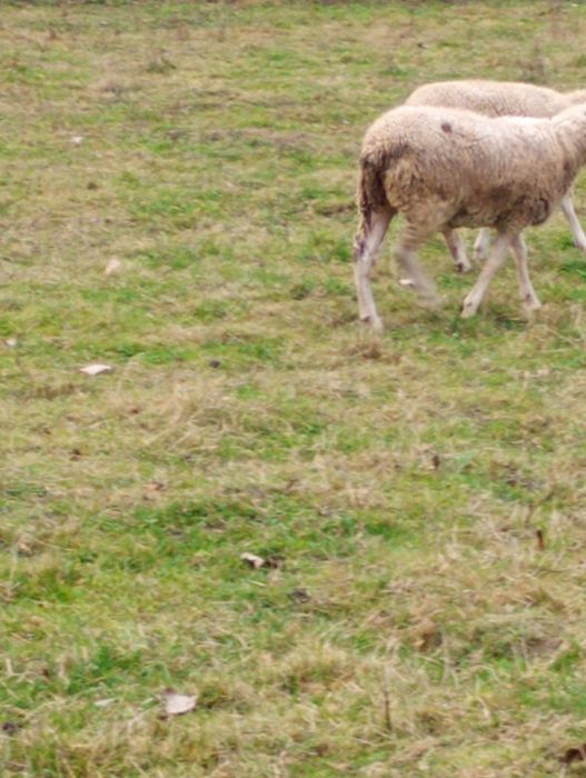 Vând oaie tânără