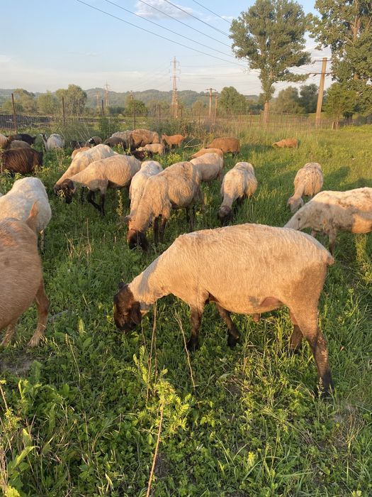 De vanzare mai multe detali la numarul de telefon