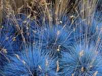 Фестука синя трева(Festuca glauca) декоративна трева