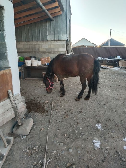 Соғым жалқы сатамын