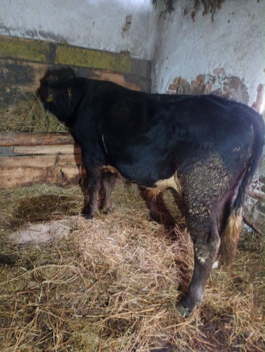 De vanzare mai multe detalii la telefon