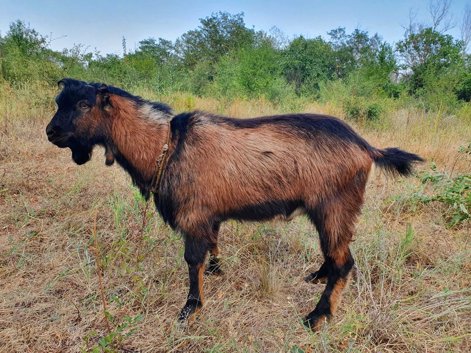 Tap Alpin Francez rasa pura