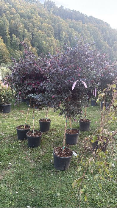 Loropetum colorat