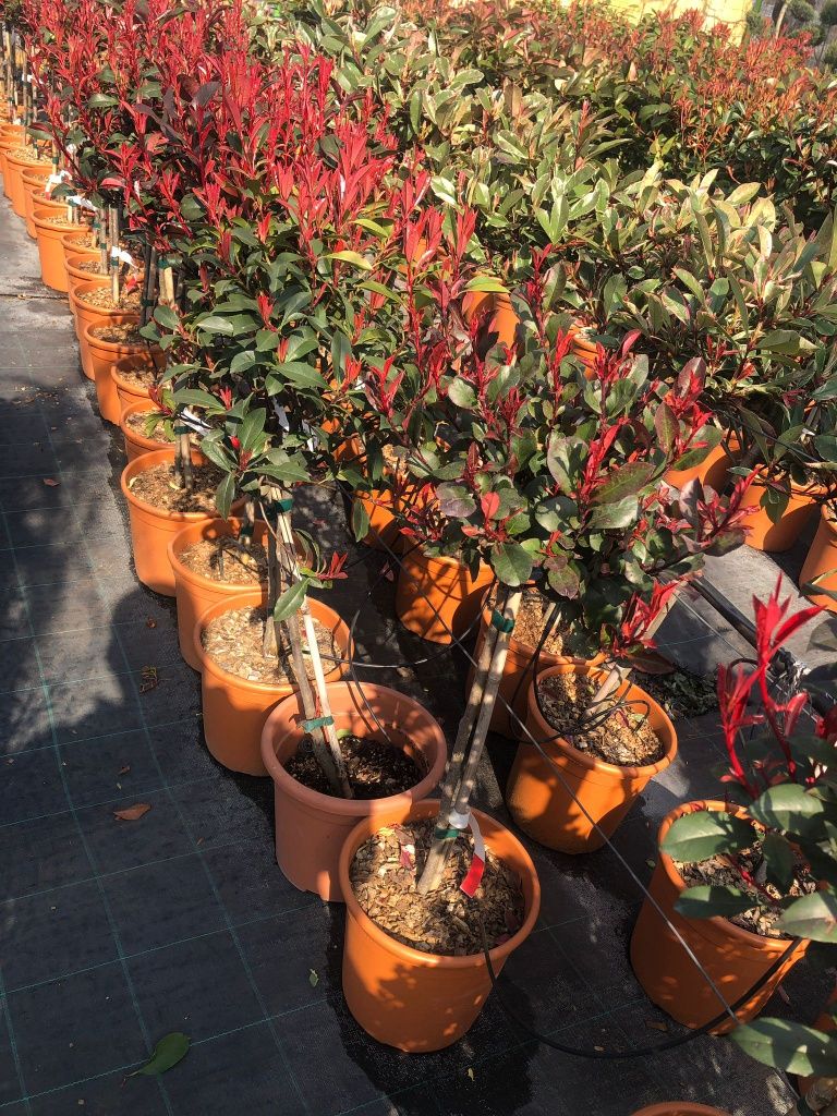 Photinia diferite forme și înălțimi