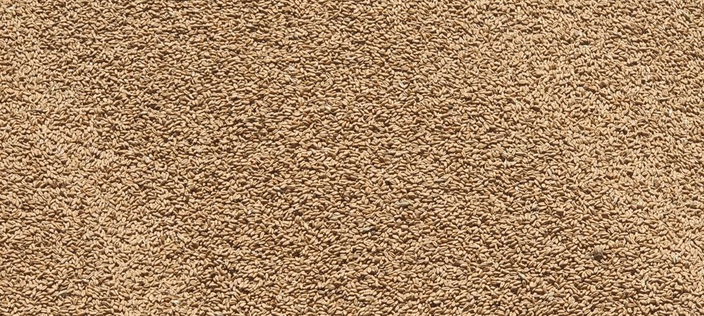 Grau panificație producție 2025