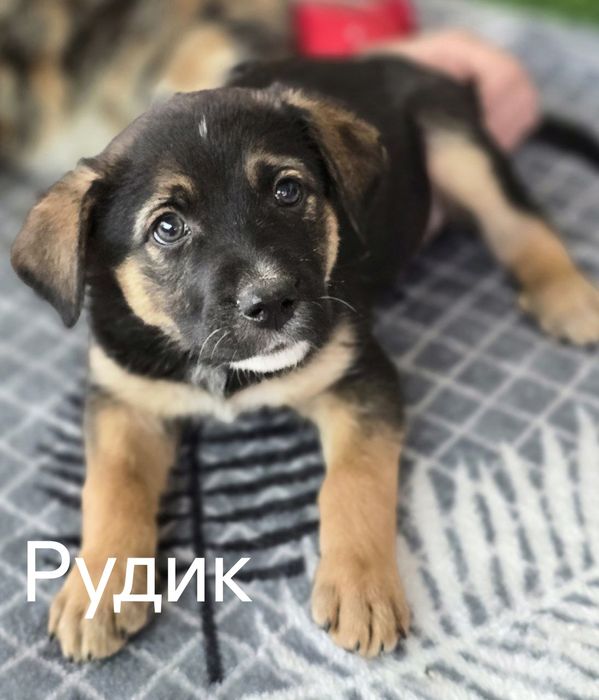 Щенки ищут дом и любящих хозяев