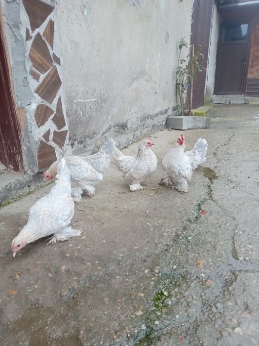 De vanzare Chabo. Mi de flor si strumschi