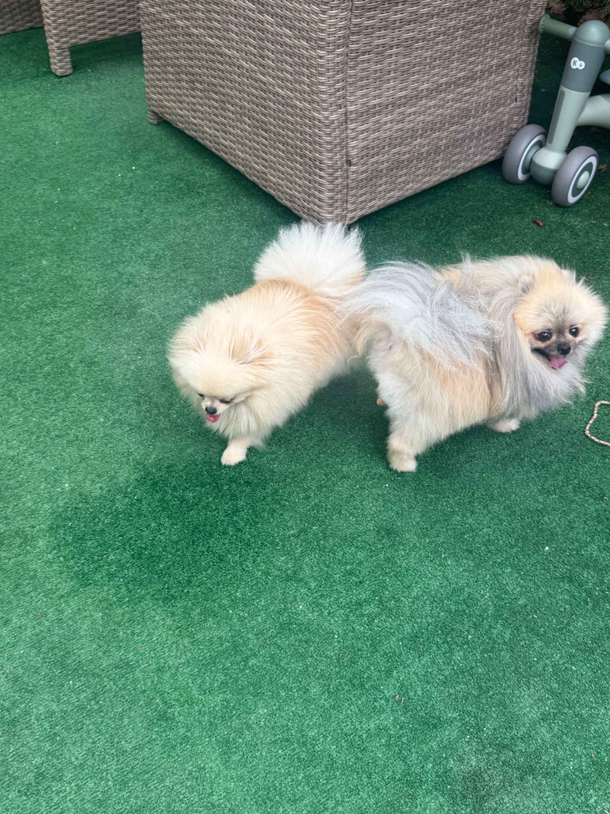 Померан /pomeranians