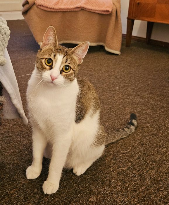 Pisică spre adopție