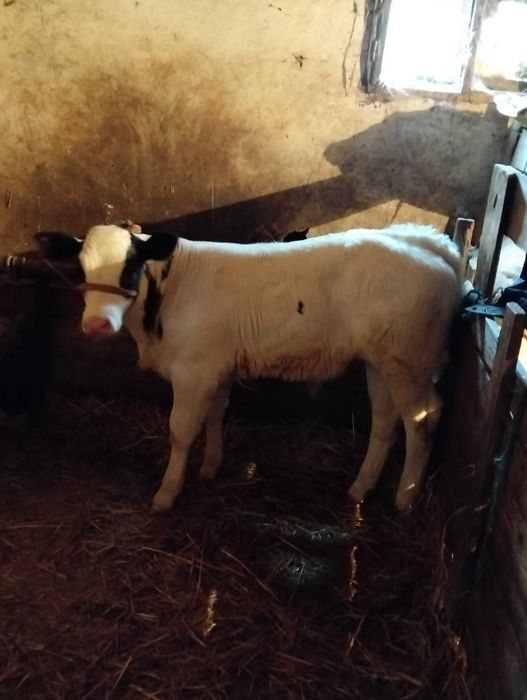 Vînd vițel belgian