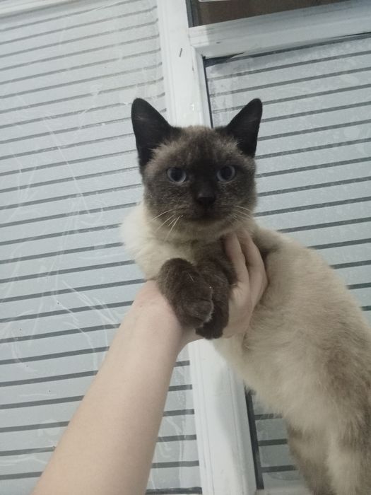 Сиамская кошка.С