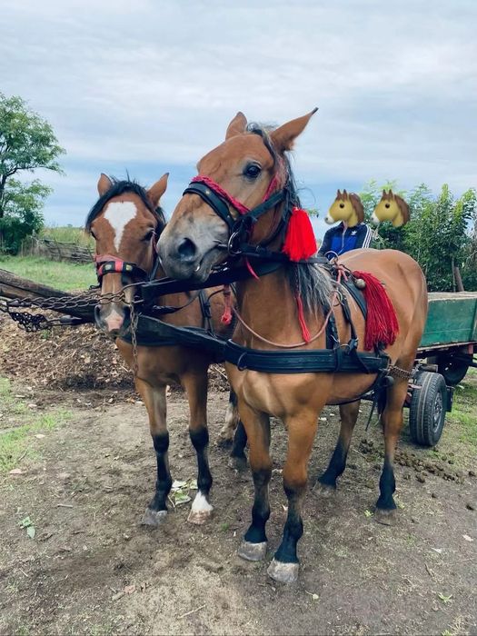 Vand sau schimb 2 manza