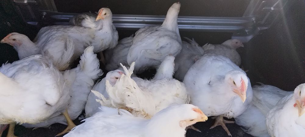 Urgent pui albi  de  carne