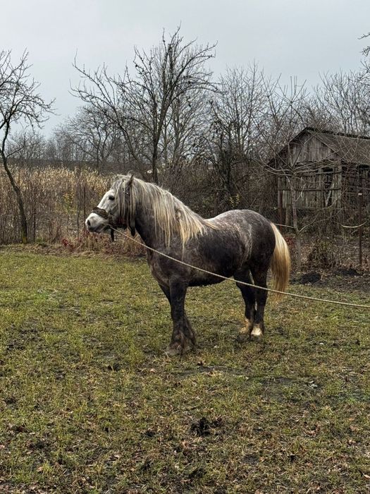 Harmăsar tânăr semigreu