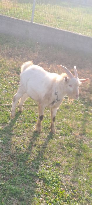 Vând țap sannen tânăr