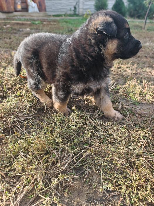 Ciobănesc German | Rasa pură