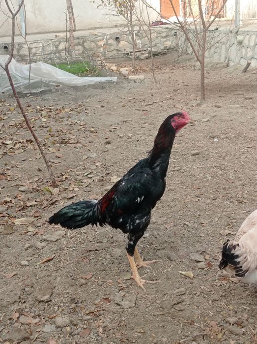 Хурозлар сотувда