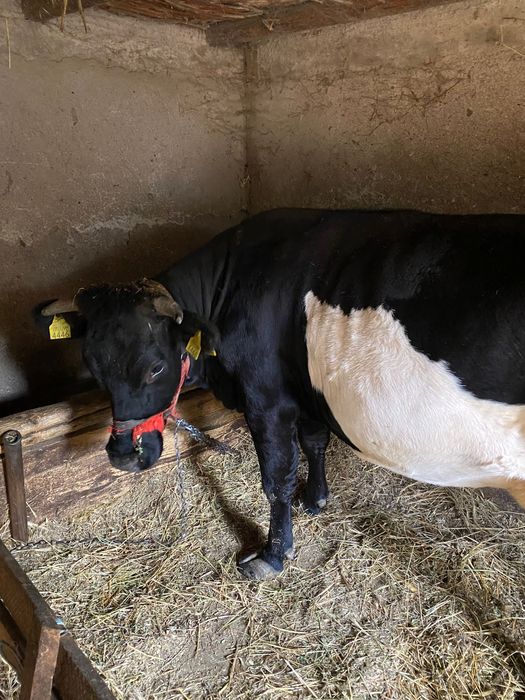 Vand vaca la prima fatare