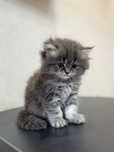 продам котенка scottish fold, чистокровная