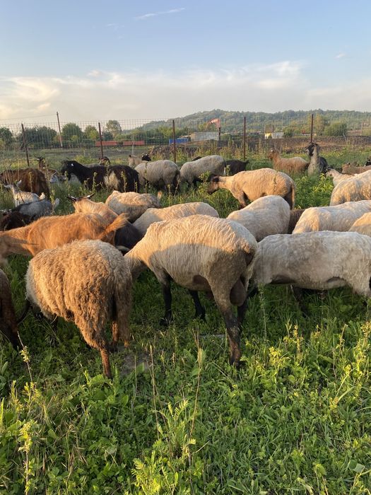 De vanzare mai multe detali la numarul de telefon