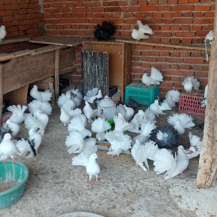 Продавам гълъби финерлии