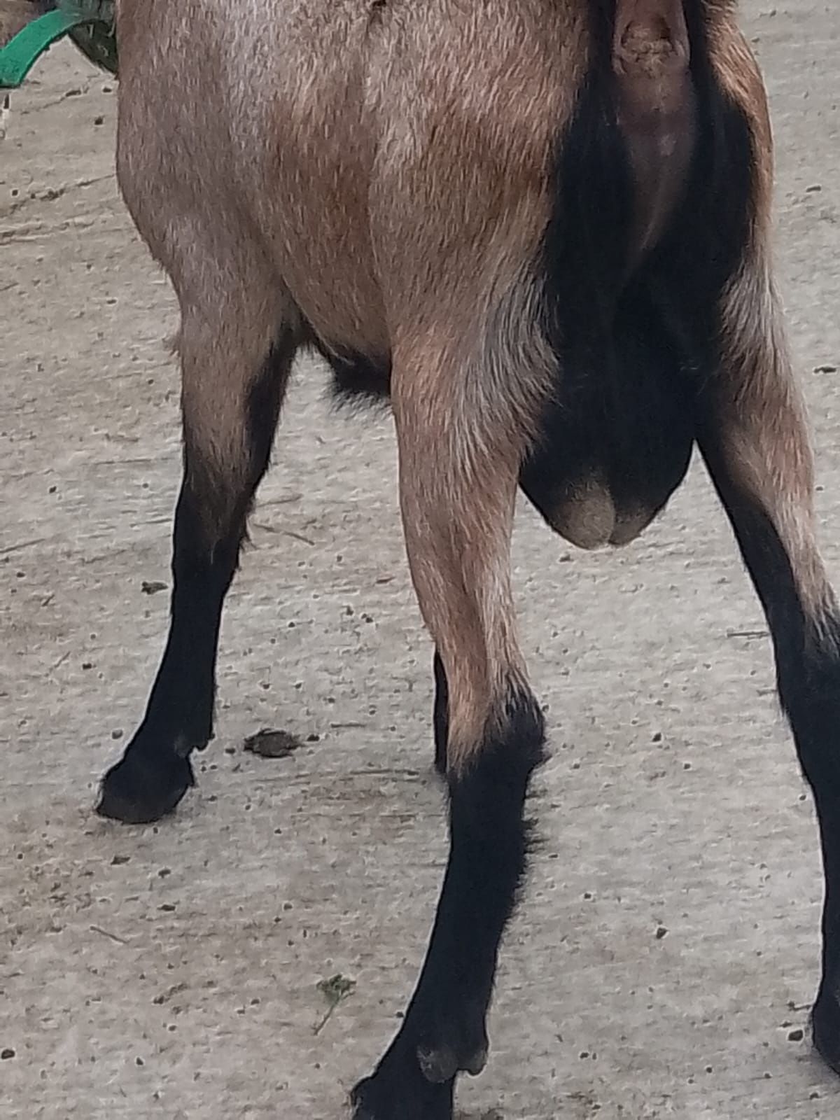 Vând țap Alpin-Francez de monta!