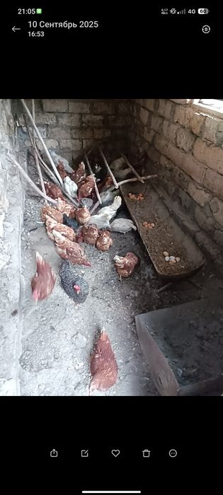 Тауық сатылады..