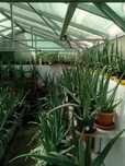 Plante Aloe Vera