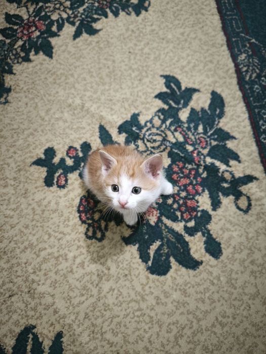 Mushukchalar, котята