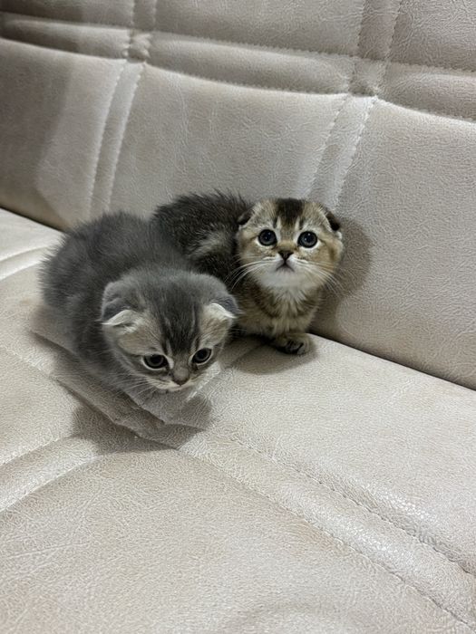 Скоттиш фолд и Золотая шиншилла правильная связка