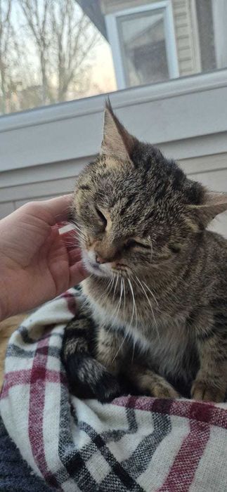 Кошка, окрас табби