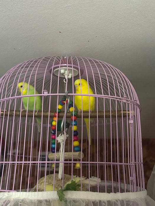 Caută casă nouă , de vânzare