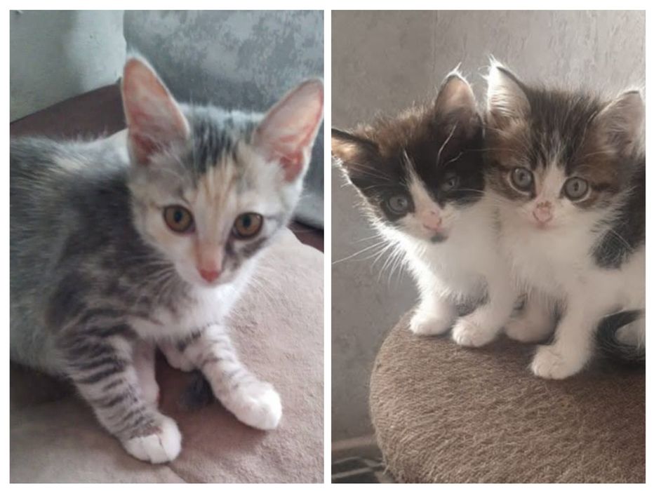 Отдам котят в очень хорошие ручки.подкидыши.уже по 3месяца им. стерили