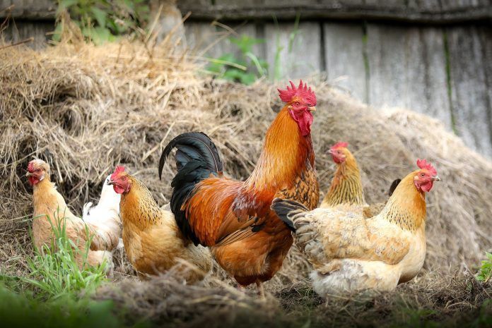 Oua incubat găini de casa