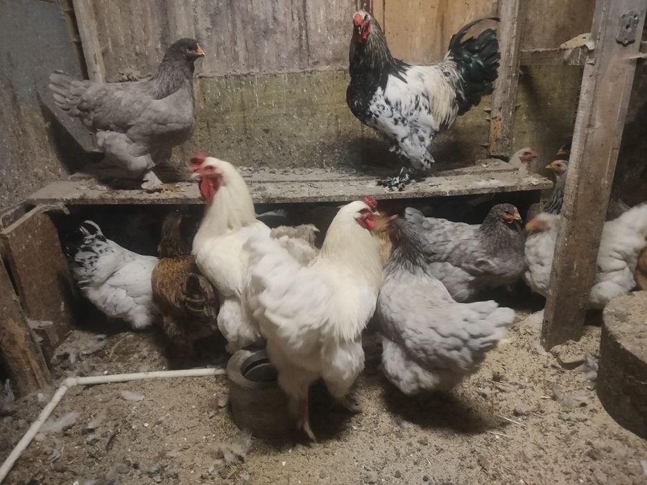 Продам стадо курей