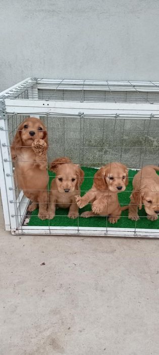 Продавам Кокер шпаньол.
