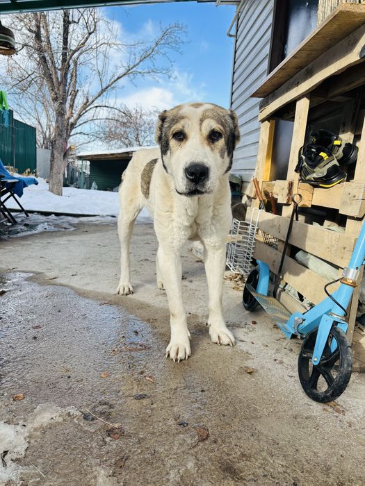 Алабай. Отдаем собаку в добрые руки.девочка