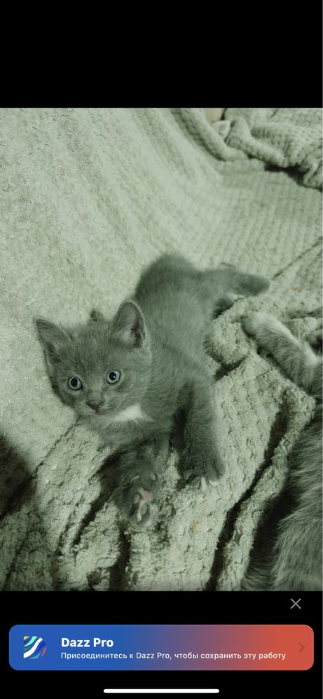 Кошка и её котята БЕСПЛАТНО
