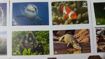 Стикери от билла "animal planet"