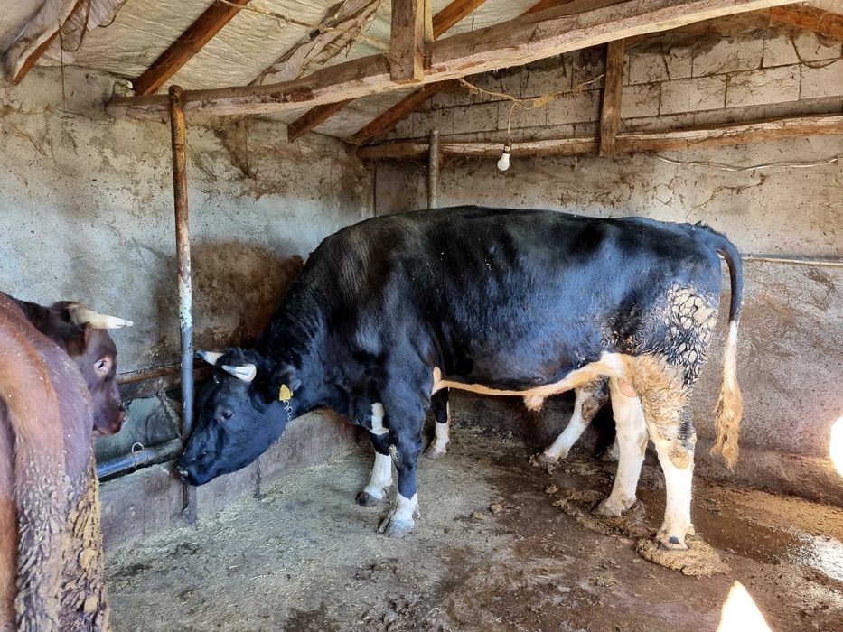Мъжки угоени телета