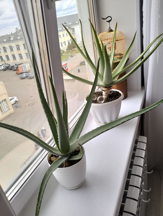 Алое вера  лечебный