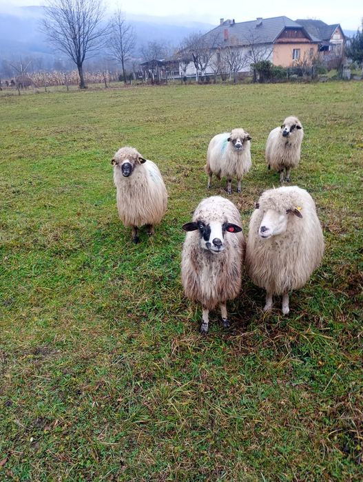 Vând 5 oi bune , gestante