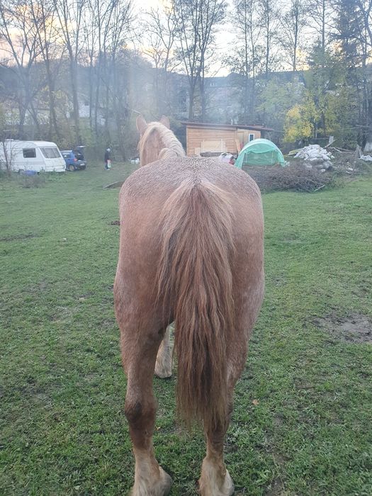 Vând iapă cuminte, foarte bună de muncă