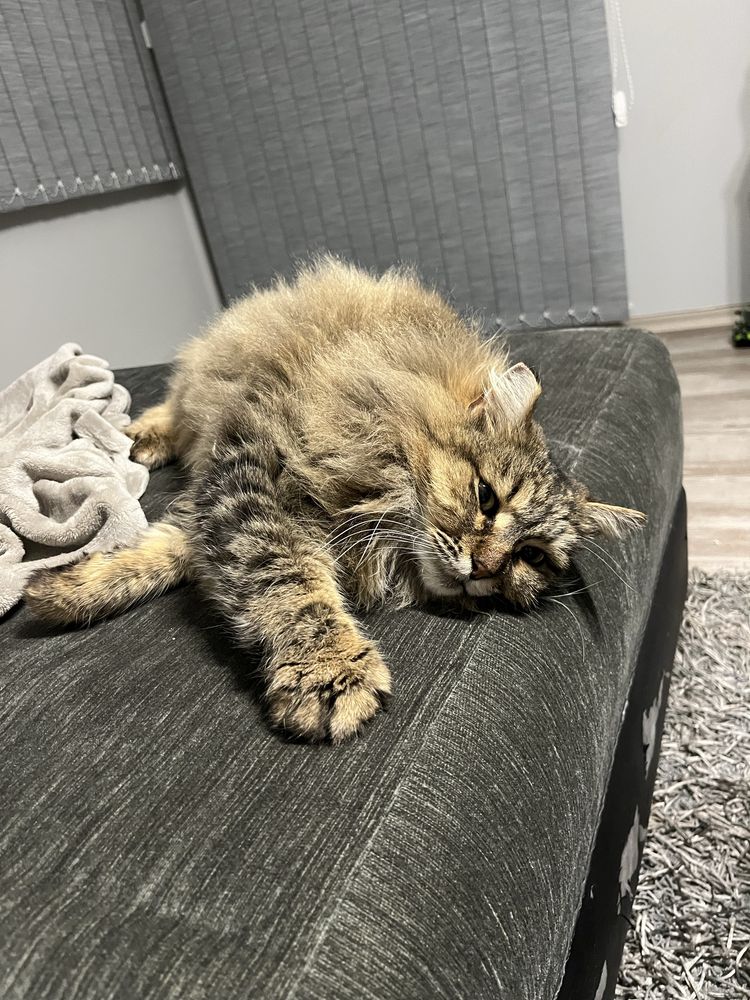 Подарявам котка, прилича на сибирка
