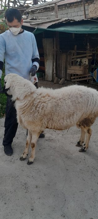 2та дан Тугдирадиган Насил колдирувчи Амирий Кучкор СОТИЛАДИ