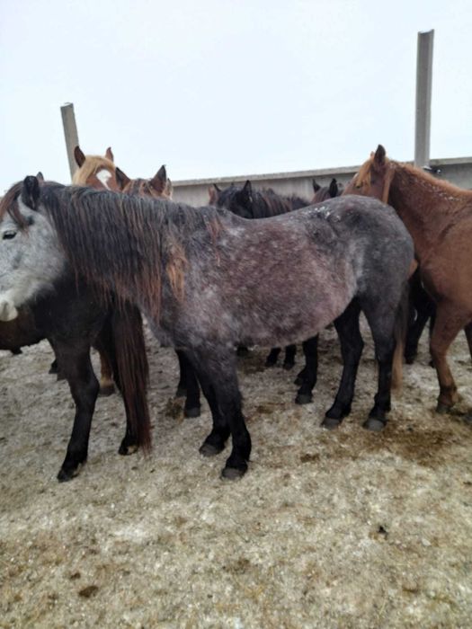 Продам лошадь қысыр бие 5-6 жасар 630 000 тенге