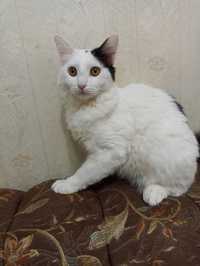 Потерялся кастрированный пушистый белый кот в стороне Файзиабад